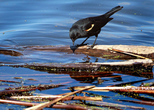 Wildlife in the La Crosse River marsh